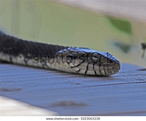 Banded Water Snakes Non Venomous Water Stock Photo 1023063238