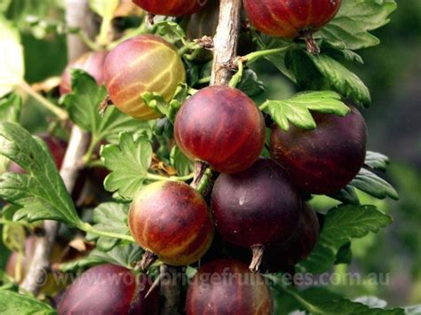 Gooseberry Captivator Woodbridge Fruit Trees