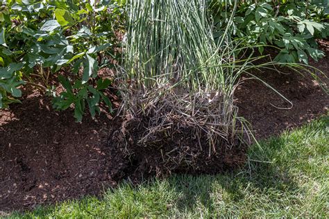 Dividing Maiden Grass Miscanthus Garden Tutor