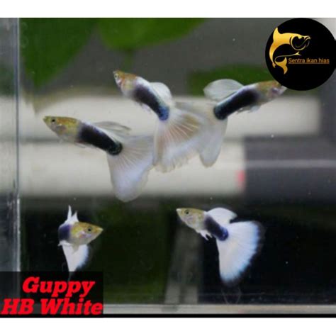 Jual Ikan Hias Guppy Hb White Hiasan Aquarium Shopee Indonesia