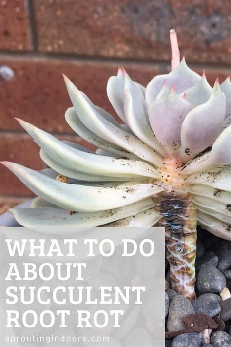 Succulent Root Rot What It Is And How To Treat It