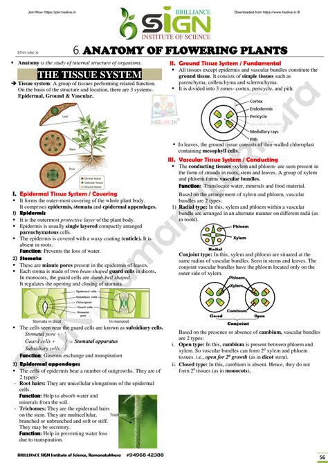 SOLUTION Class11 Botany Anatomy Of Flowering Plants Studypool