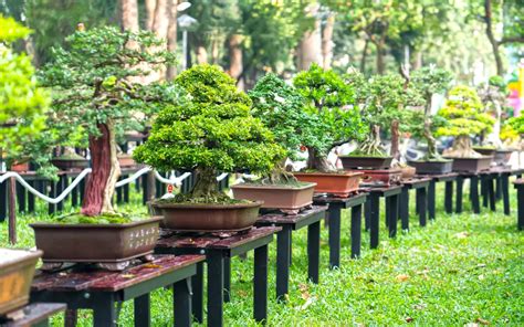 15 Most Popular Types Of Bonsai Trees Bonsai Primer