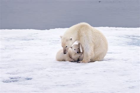 Foto's: Arctische zoogdieren / Arctic mammals | P4P Natuurfotografie - Part 2