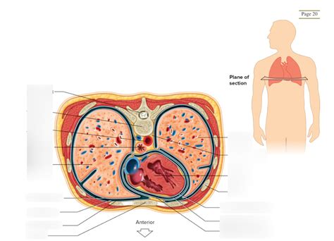 Transverse Section Through Thorax Diagram Quizlet