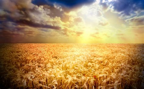 Golden Wheat Field In The Sunset Beautiful Nature Wallpaper