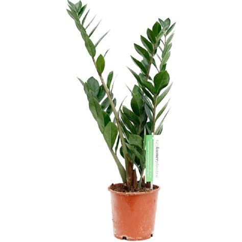 Mor Dekor Zamia I E I Cm Zeze I E I Zamia Bitkisi Zamioculcas