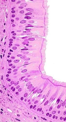 Histology Dsa Flashcards Quizlet