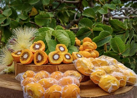 Embrapa Põe No Mercado Cultivares De Pequi Sem Espinhos Lado Rural Campo Grande News