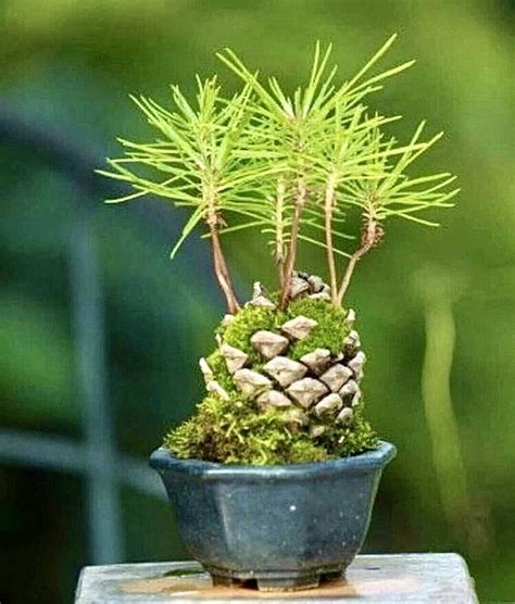 Pin By R Zsa Varga On Bonsai Plant Roots Planting Succulents Bonsai