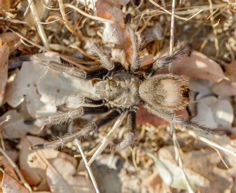 California Tarantula Pictures Az Animals