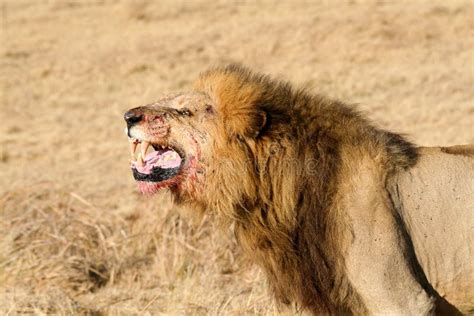 Wild African Male Lion Roaring Stock Image - Image: 8763533