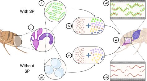 The Evolution Of Sex Peptide Sexual Conflict Cooperation And Coevolution Hopkins 2022