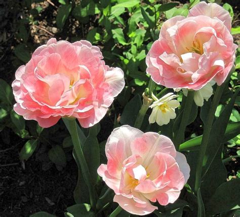 Fotos gratis naturaleza flor pétalo verano Rosa rosado Flores