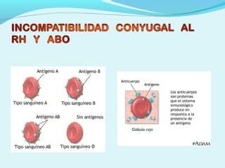 Incompatibilidad Rh Ppt