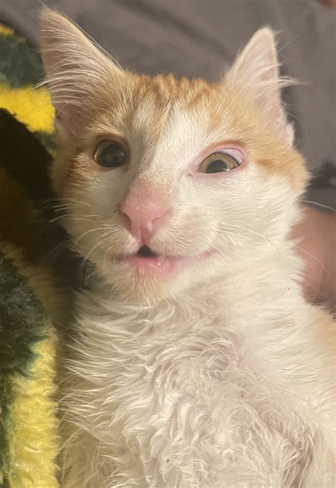 giggledork ꔛ on Twitter My boyfriends ugly ass autistic cat https t co HCyjVVnOzT Twitter