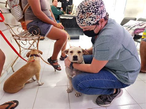 Alta demanda en jornada de esterilización de perros y gatos en Progreso