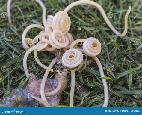 A Bunch Of Dog Roundworms Or Toxocara Canis Ejected On The Grass From