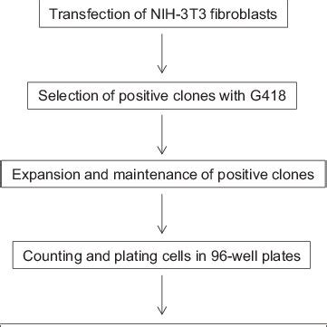 Schematic diagram illustrating the luciferase-based reporter gene assay ... 