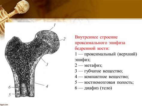 Диафиз эпифиз апофиз метафиз: Состав и классификация костей