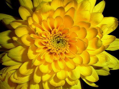 Белая хризантема сорта Мультифлора, Бакарди, Сантини, шаровидная и ...