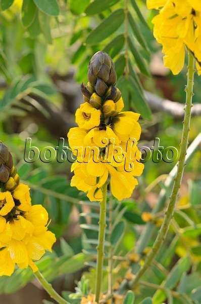 Image Rambling Senna Senna Bicapsularis Syn Cassia Emarginata