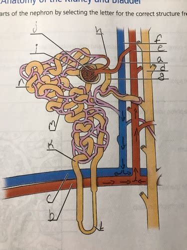 Anatomy Of Nephron Flashcards Quizlet