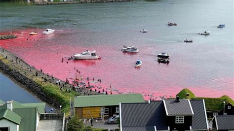 Cruise Line Apologizes After Dozens Of Whales Slaughtered In Front Of