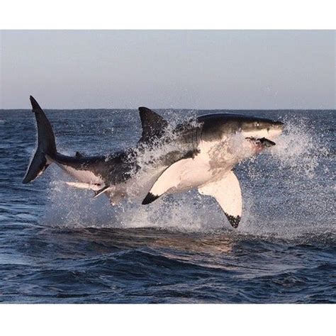 Lethal Perfection Great White Shark Photography By ©michel