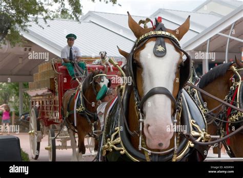 Anheuser Busch's Budweiser Clydesdale Horse Wagon at Seaworld Orlando Florida USA Stock Photo ...