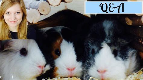 Qanda Getting More Guinea Pigs Future Pets And University Part 1 Youtube