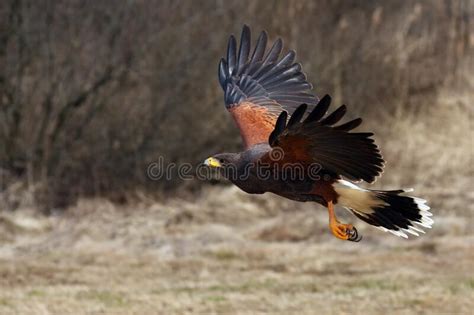 El Harriss Hawk Parabuteo Unicinctus Antes Conocido Como Baywinged Hawk