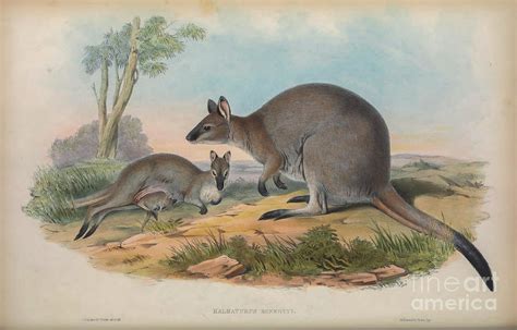 Bennetts Wallaby Notamacropus Rufogriseus C5 Drawing By Historic