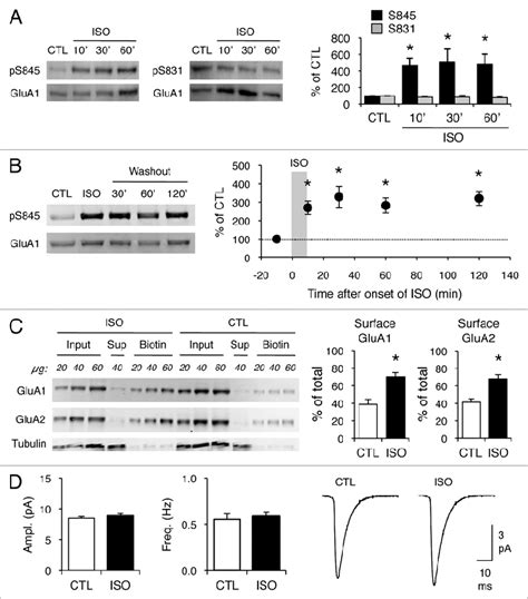 Isoproterenol Increases Glua1 S845 Phosphorylation And Cell Surface