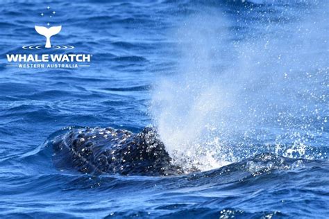 Epic Humpback Whale Migration Whale Watch Western Australia