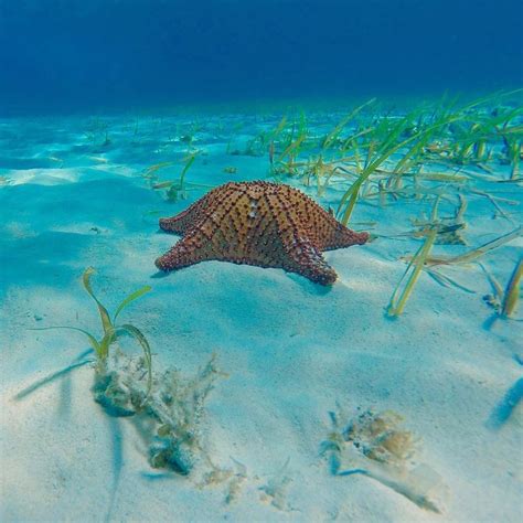 Snorkeling in Cozumel! | Mexico vacation packages, Cozumel, Vacation