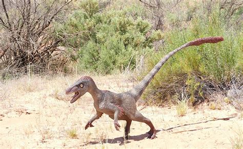 Der Velociraptor Ein Kleiner Fleischfressender Dinosaurier Wie Lebte