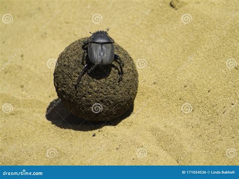 Dung Beetle At Pushing Feces In Zimbabwe Stock Photo Image Of Ball