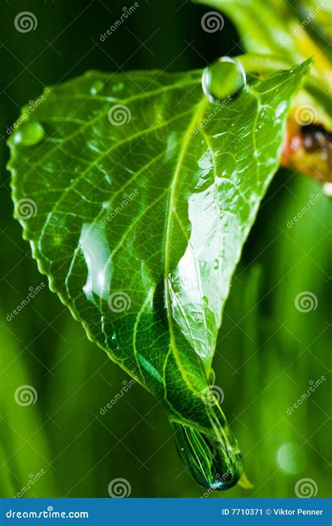 Gotas De Lluvia En Una Hoja Verde Imagen De Archivo Imagen De Textura