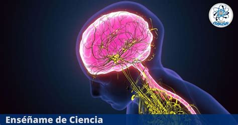 Descubrimiento Cient Fico Revela Que El Cerebro Se Devora A S Mismo