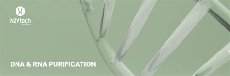 DNA RNA Purification Solutions By NZYtech Streamline Your Research