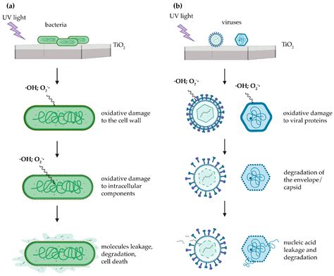 Effect Of Uv Irradiation And Tio Photocatalysis On Airborne Bacteria