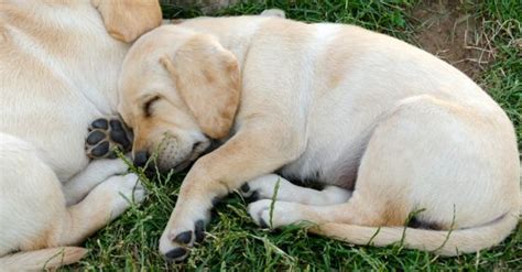Are Labradors At Risk For Bloat