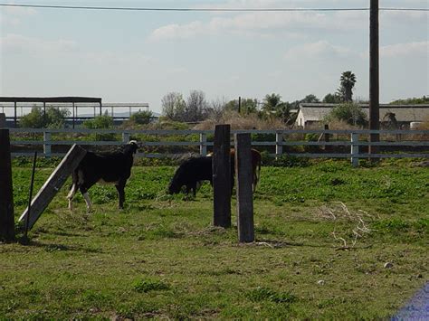 Feb. 14th 2012 - Pasture Rotation System For Heritage Cattle