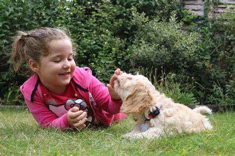 Conozca cómo prevenir las mordeduras de perro y qué hacer en caso de