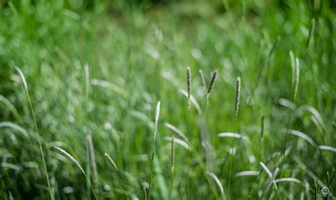 Green Wild Grass Background High Quality Free Backgrounds