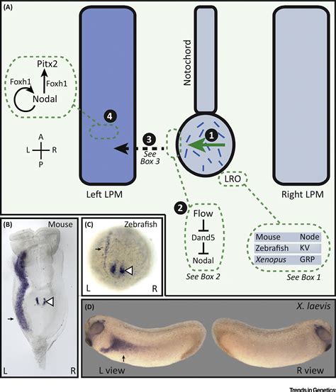 Left Right Patterning Breaking Symmetry To Asymmetric Morphogenesis