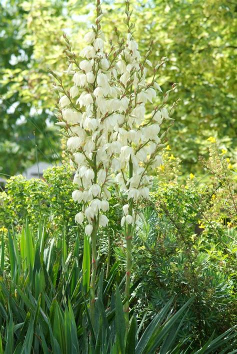 Yucca Filamentosa Palmlelie De Tuinen Van Appeltern