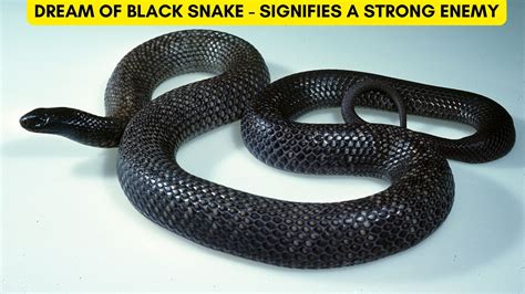 Is A Dream Of Black Snake A Sign Of Transformation Or Change In Your Life?