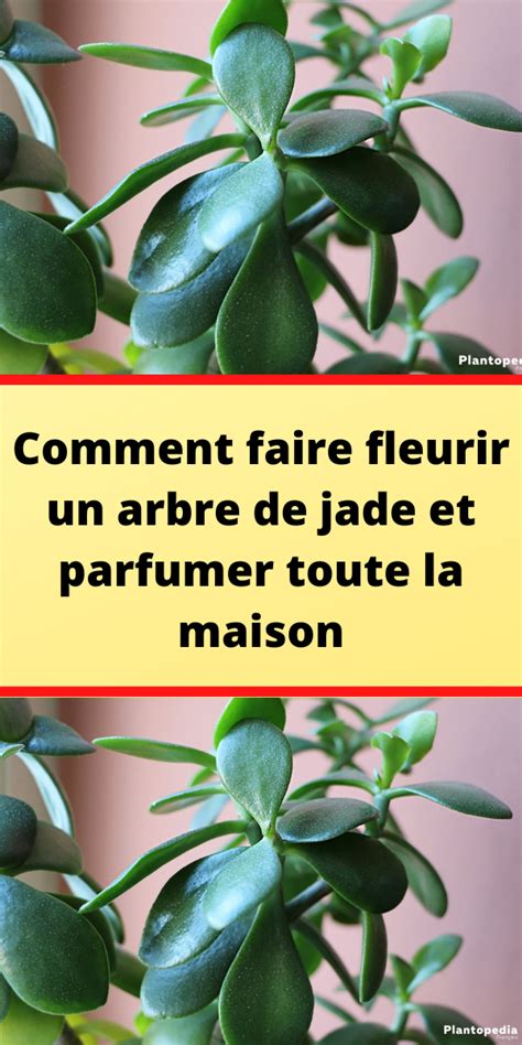 Comment Faire Fleurir Un Arbre De Jade Et Parfumer Toute La Maison